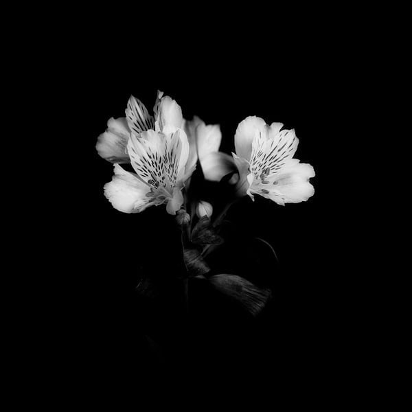 Lilie von Peter Baak