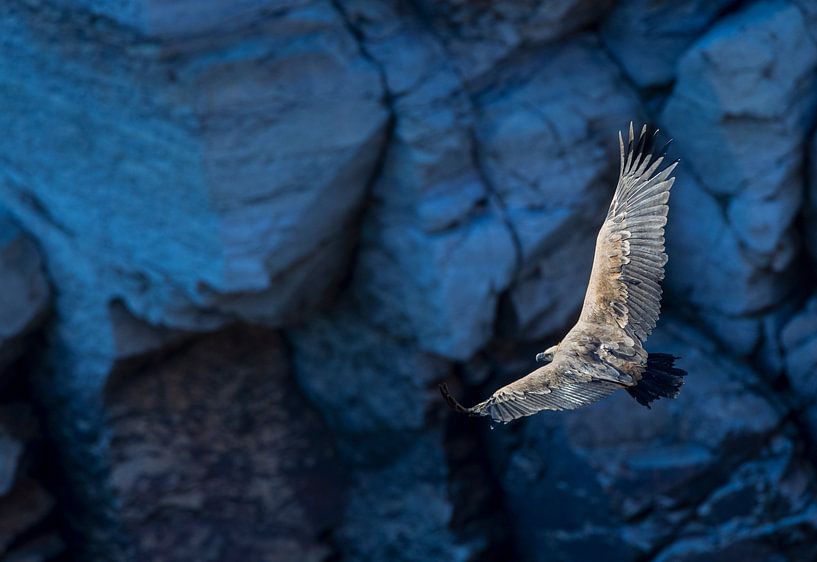 Gänsegeier, Gyps fulvus von Beschermingswerk voor aan uw muur