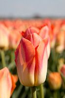Une tulipe orange dans un champ de tulipes