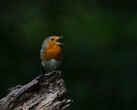 Singing robin in the Purmer forest, Purmerend.