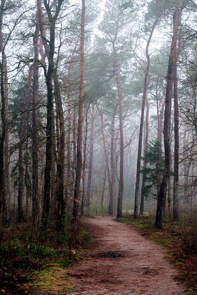Fog in Birkhoven Amersfoort by Watze D. de Haan
