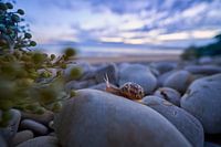 Schnecke Auf Kiesel vor Abendhimmel