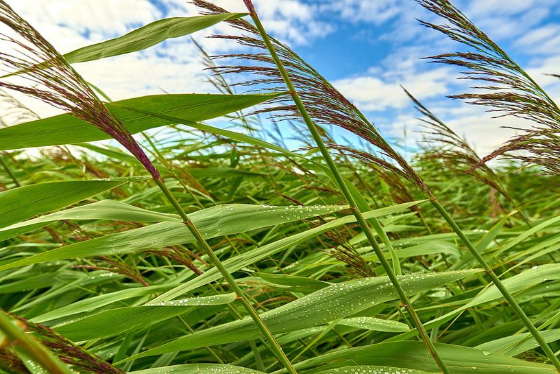 Regentropfen auf dem wogenden Schilf von Jenco van Zalk