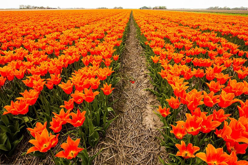 Champ de bulbes avec tulipes en Hollande septentrionale par AdWF
