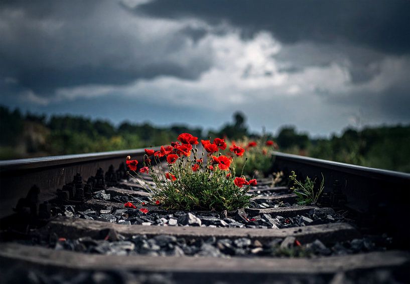 Stille Rebellion- Mohnblumen zwischen alten Schienen von Christina Bauer Photos