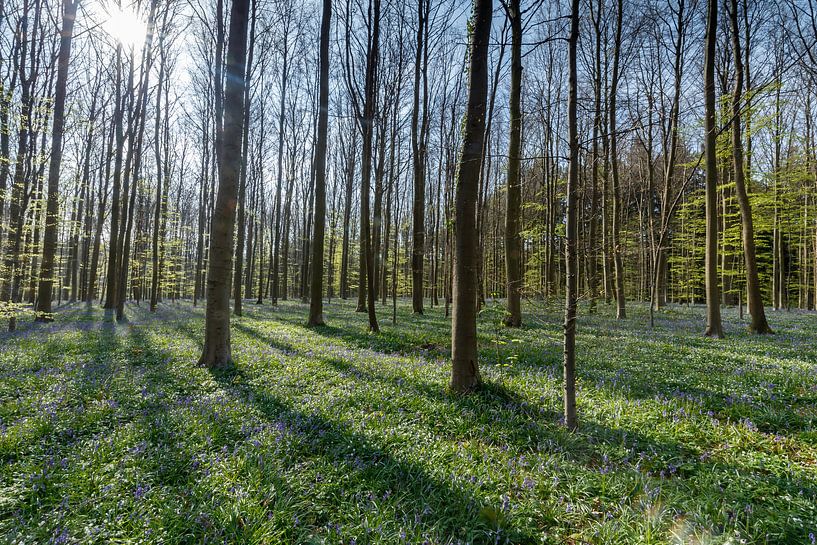 Hallerbos par Menno Schaefer