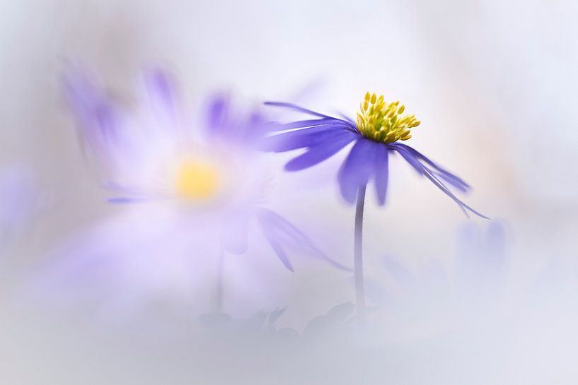 Lumière magique par Bob Daalder