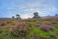een pol bloeiende heide
