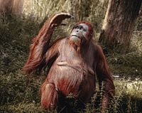 Orang-Utan in der Sonne