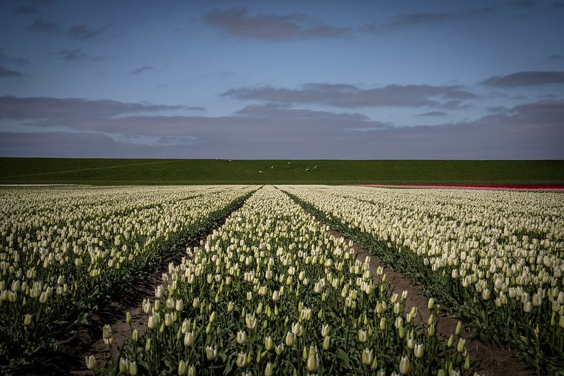 White tulips in the province of Groningen by Bo Scheeringa Photography