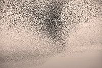 Starling swarm3