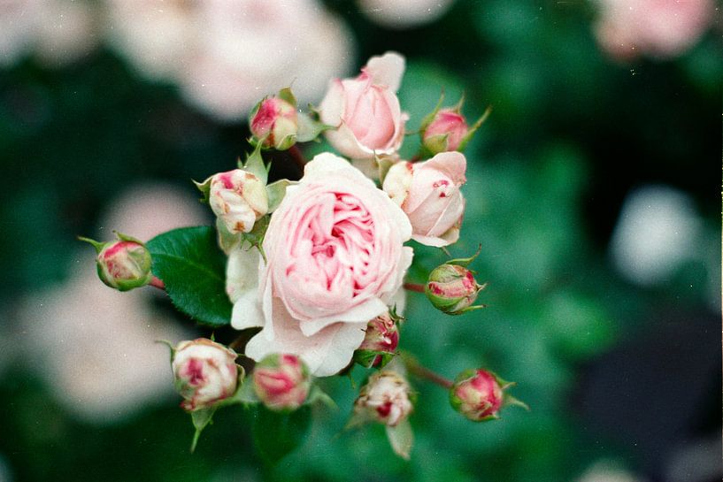 Rosen von Floris Trapman