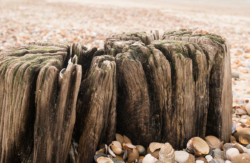 Pfosten und Muscheln am Strand von Carola van Rooy