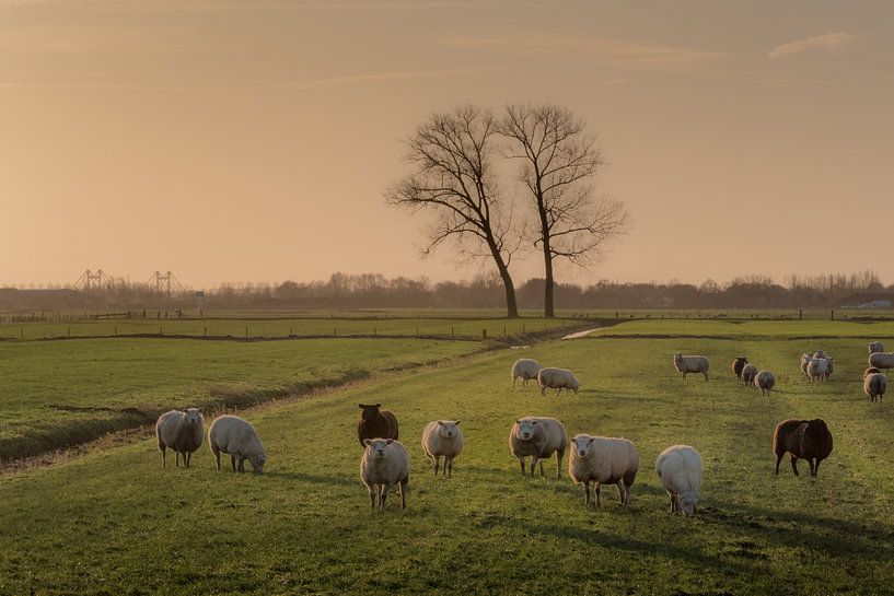 Mouton avec des jumeaux par Moetwil en van Dijk - Fotografie