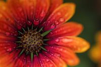 Spanisches Gänseblümchen mit Regentropfen