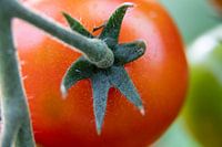 Rote Kirschtomate Nahaufnahme Foto