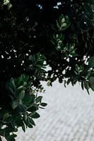 Travel photography | Olive tree | Botanical picture | Green