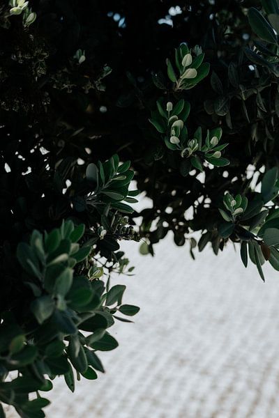 Photographie de voyage | Olivier | Tableau botanique | Vert par AIM52 Shop