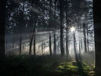 Sonnenstrahlen im Wald