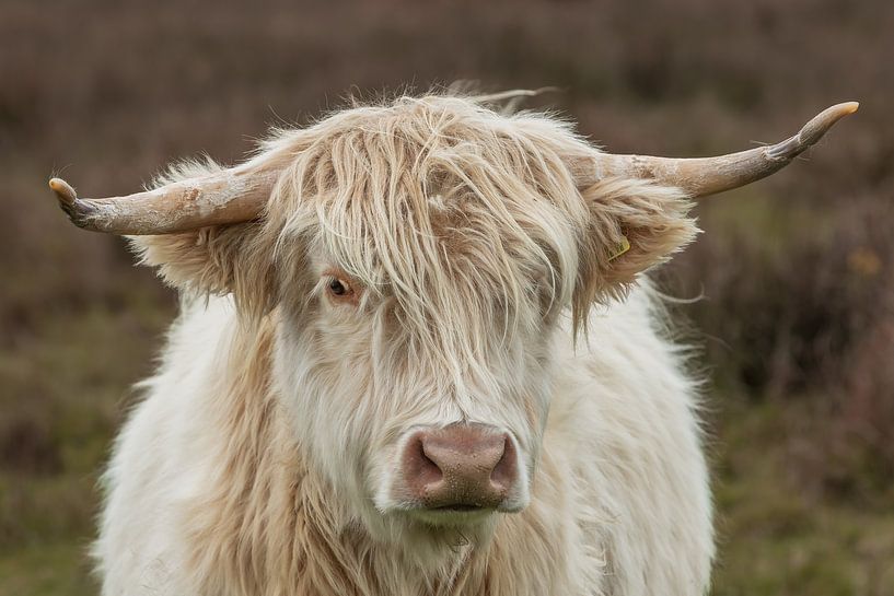 witte schotse hooglander van M. B. fotografie