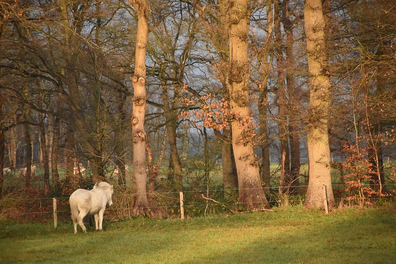 Pony unter den Bäumen von Heidi de Vries