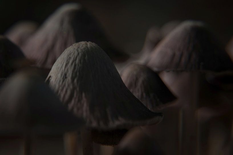 Close up van paddenstoelen by Bas Wolfs