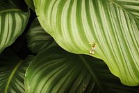 Calathea Orbifolia