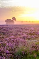 Bruyères en fleurs au lever du soleil