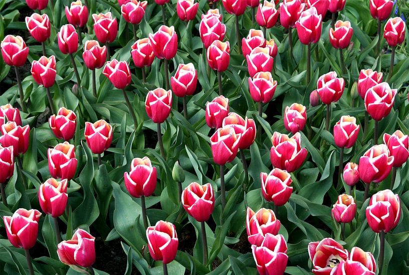 Bloemen 6 von FABIAN Art Gallery