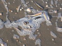 Schelpen op het strand  in de branding 