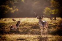 Détendez-vous au soleil