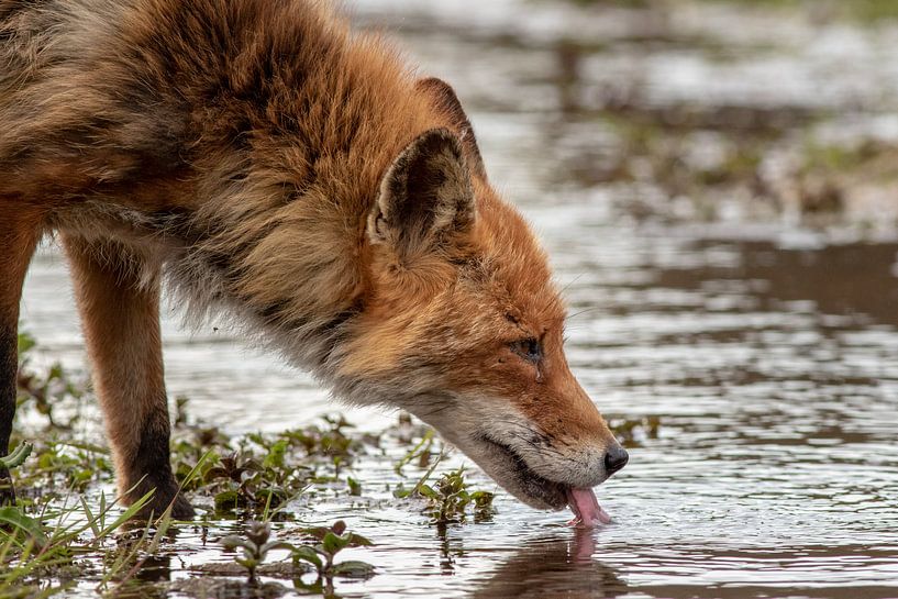 Le renard roux boit l'eau d'une piscine peu profonde par Marcel Alsemgeest