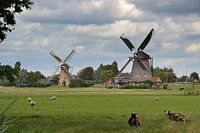 Deux moulins à vent dans le Maasland