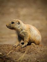 Prairie dog