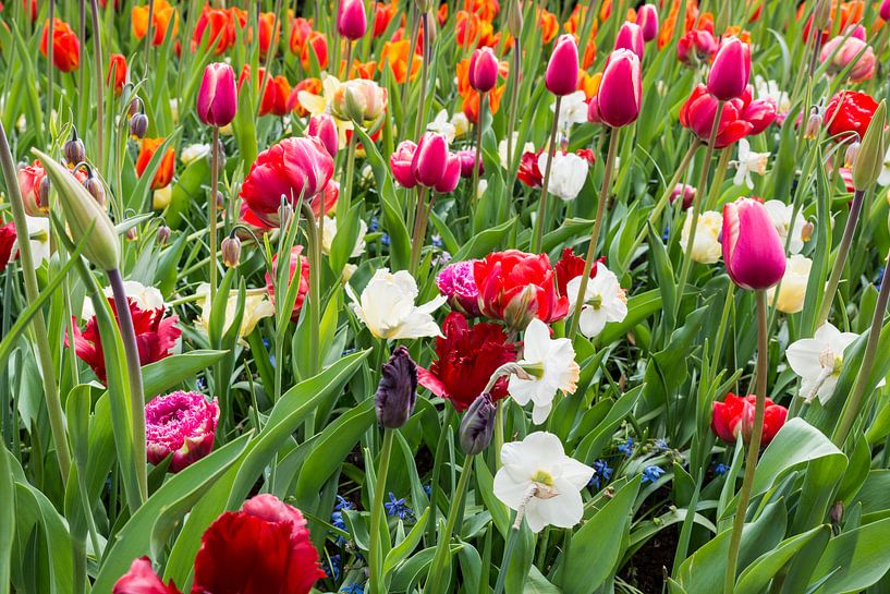 tulpenveld  in de keukenhof par ChrisWillemsen