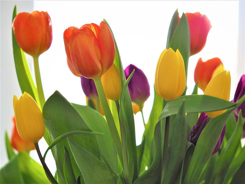 tulipes par Christel Zûm Grotenhoff