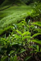 Tea plantation Malaysia
