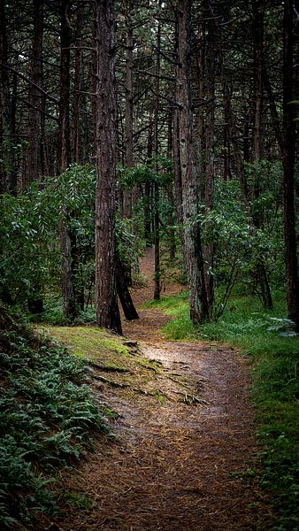 Bos Hollum Ameland von Stadspronk