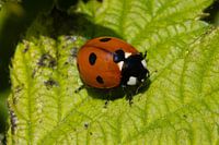 Coccinelle dans la forêt d'Asten