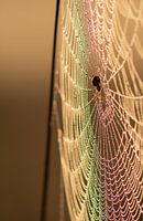 Toile d'araignée arc-en-ciel