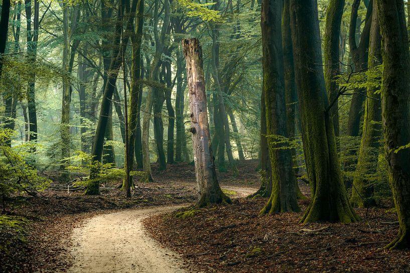Paysage de forêt atmosphérique avec un chemin sablonneux par Fotografiecor .nl