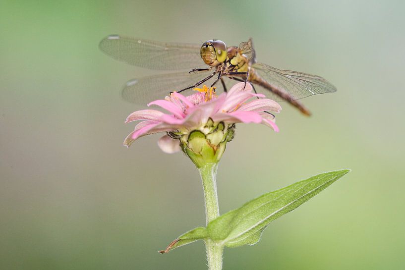 Heidelibel rouge brique sur fleur par Jeroen Stel