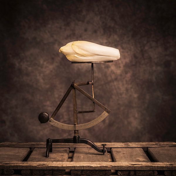 Chicory Cichorium intybus var. foliosum by Geert-Jan Timmermans