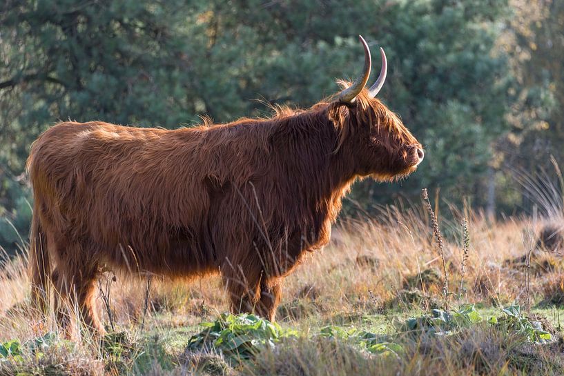 Scottish Highlander in the autumn sun by Ans Bastiaanssen