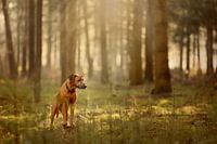 rhodesian ridgeback in the forest