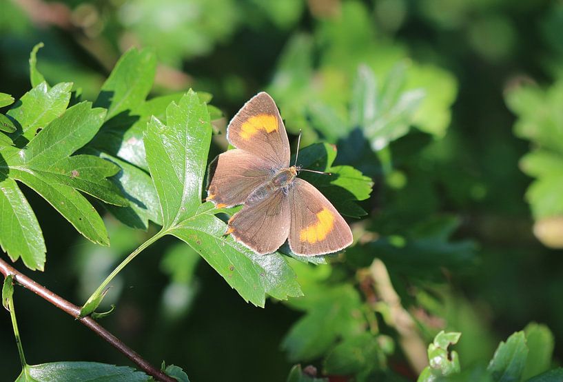 Nierenfleck-Zipfelfalter von Matthias Brix