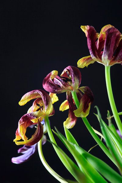 Kortstondigheid van Thomas Jäger