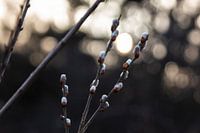 Le printemps approche