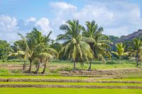 Reisfeld und Palmenlandschaft in Sri Lanka