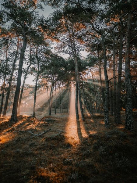Sonnenharfen nach Sonnenaufgang in einem Herbstwald von Daniël de Jong